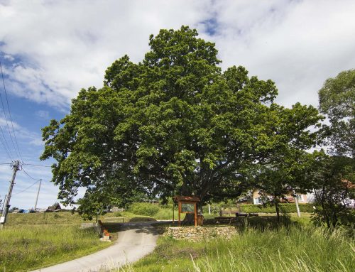 Prastarý dub z nášho regiónu je ašpirantom na titul Strom roka!
